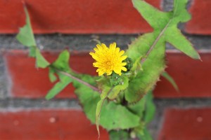 sonchus oleraceus (1) (1200 x 800)5.jpg